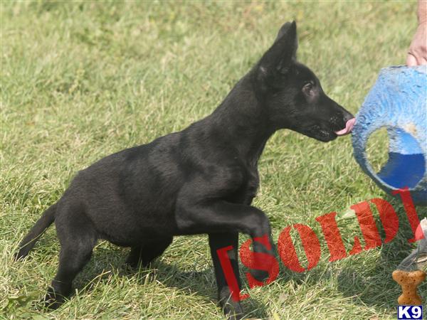 AKC Solid Black Czech Workingline Bloodlines Blue collar  FEMALE}